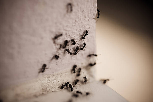 istock Group of carpenter ants on the wall 533172719