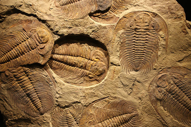 trilobite une empreinte fossile dans le sédiments marins. - trilobite photos et images de collection