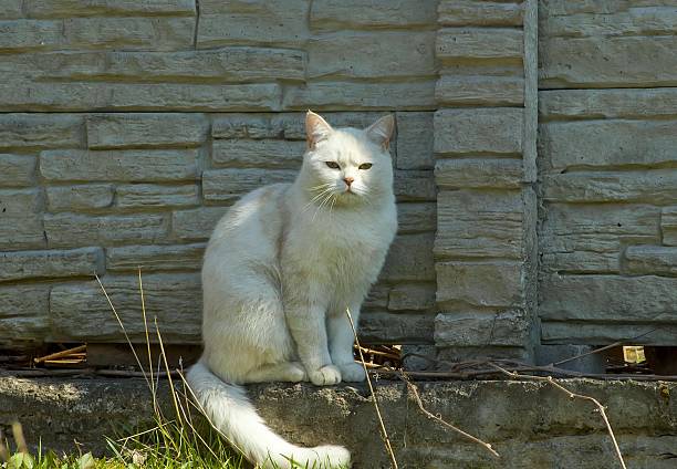 istock White cat near the fence 533173761