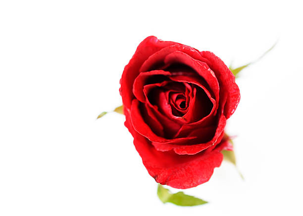 single red rose with macro close up on white background stock photo