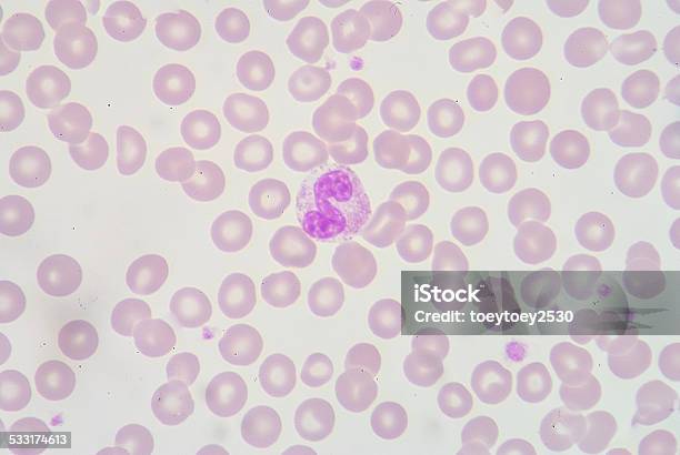 Band Form Neutrophil Stock Photo - Download Image Now - 2015, Antigen, Basophil