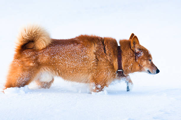 dog is looking for a trail in the snow Finnish Spitz on winter hunting finnish spitz stock pictures, royalty-free photos & images