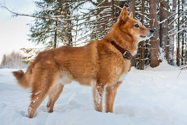 Finnish Spitz in the woods in winter hunting dog in winter forest finnish spitz stock pictures, royalty-free photos & images