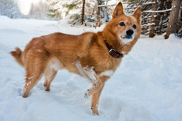 Finnish Spitz in winter forest hunting dog in winter forest finnish spitz stock pictures, royalty-free photos & images
