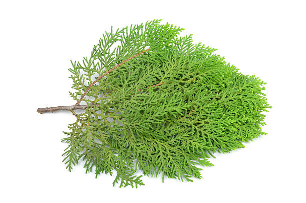 Leaves of pine tree or Oriental Arborvitae , Scientific Name:Thu Leaves of pine tree or Oriental Arborvitae , Scientific Name:Thuja Orientalis , on white background oriental spruce stock pictures, royalty-free photos & images