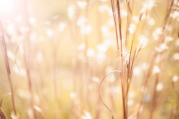 istock Soft brown thistles growing in meadow. Defocused. Nature 533175863