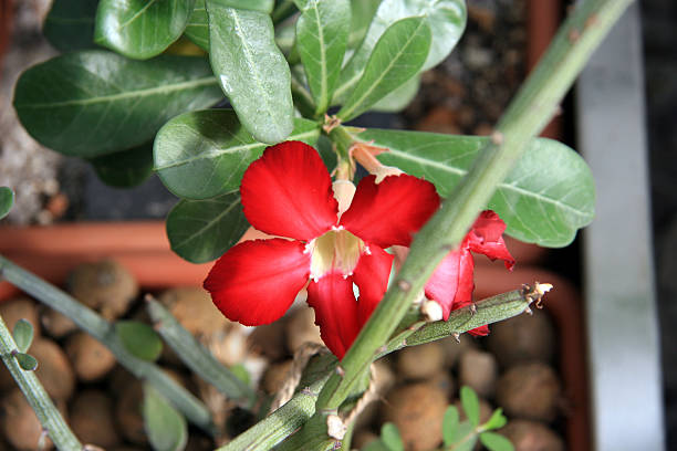 блюминг кактус - single flower desert spring red стоковые фото и изображения