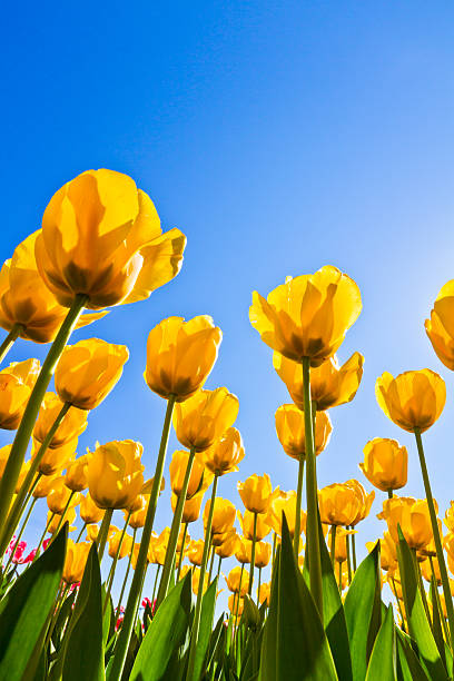 istock Yellow Tulip Flower 533177785