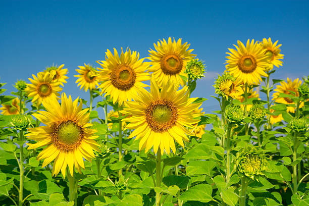istock Sunflower with blue sky 533177919