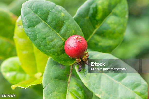 Fruit Of Ixora Chinensis Lamk Flower Rubiaceae Stock Photo - Download Image Now - 2015, Beauty In Nature, Blossom