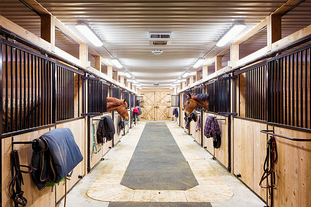 Contemporary horse stalls Contemporary horse stalls in horse riding school. Saveral horses are peeking through their windows. horse barn lighting stock pictures, royalty-free photos & images