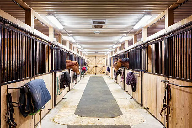 Contemporary horse stalls in horse riding school. Saveral horses are peeking through their windows.