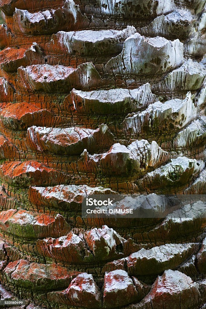 Palm tree bark Old palm tree bark.  The picture was taken in the Canary Islands. 2015 Stock Photo