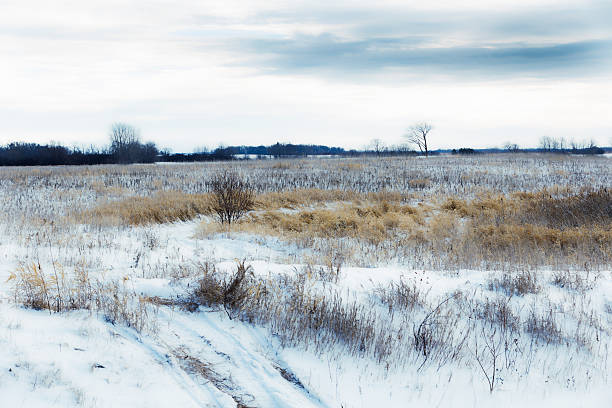 冬の風景 - landscaped landscape winter usa ストックフォトと画像