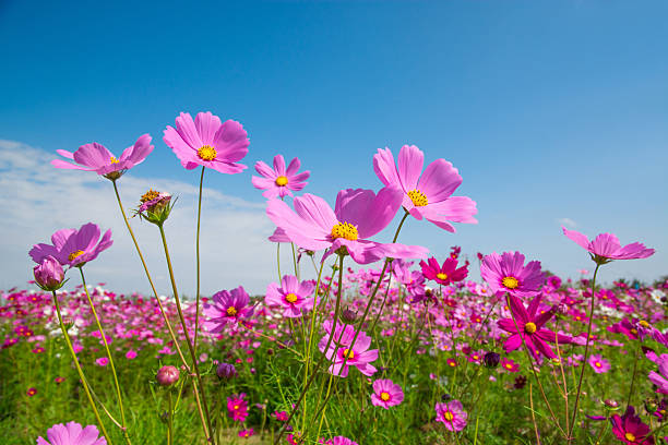 istock Cosmos flower with blue sky 533190593