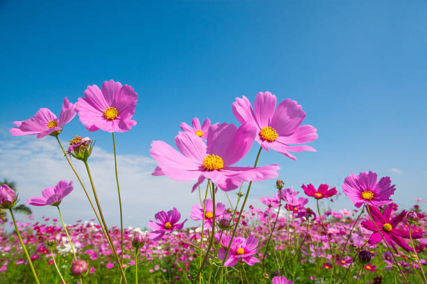 istock Cosmos flower with blue sky 533190597