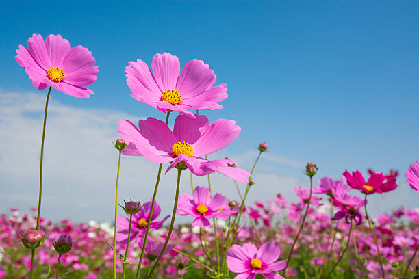Cosmos flower with blue sky stock photo