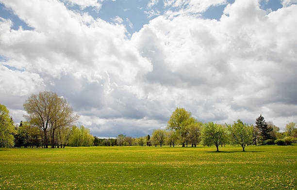 Nice spring landscape with green trees and grassland in ukrainian steppe