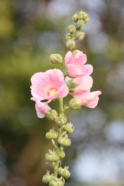 istock Valentine's day Pink hibiscus 533192383