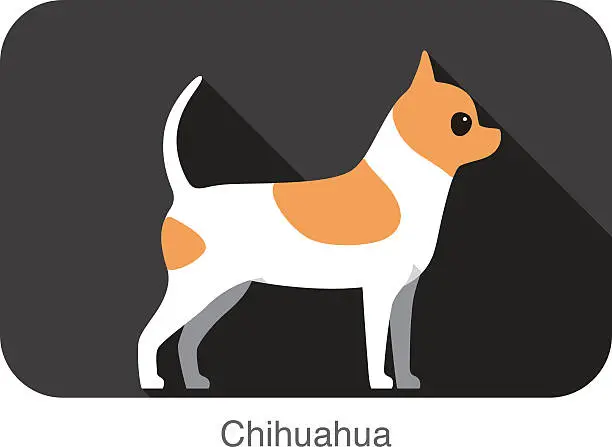 Vector illustration of Chihuahua breed flat icon design