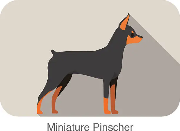 Vector illustration of Miniature pinscher  breed flat icon design