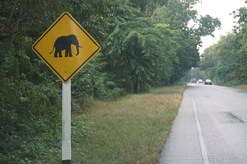 elephant warning signed beside the car road