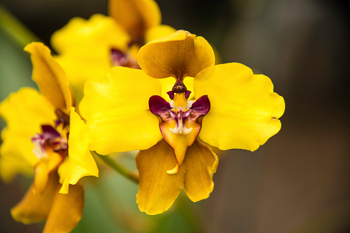 An ecuadorian Orchid.