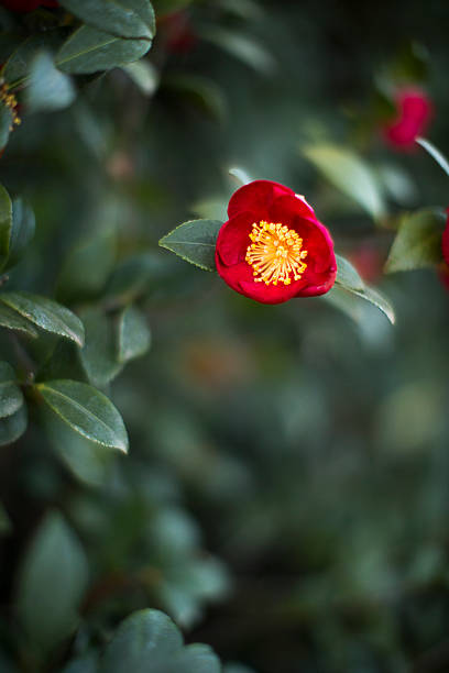 Yuletide Camellia stock photo