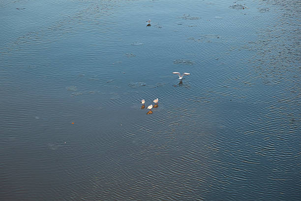 istock pigeons on an ice flock floating on river Main 533208407