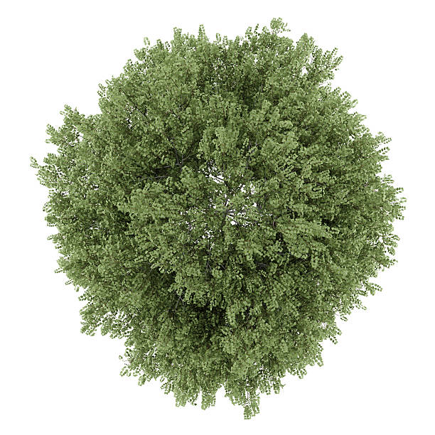 istock top view of silver birch tree isolated on white background 533208475