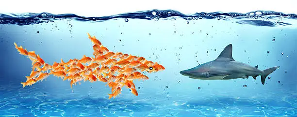 Photo of Unity is strength - teamwork concept - goldfish and shark