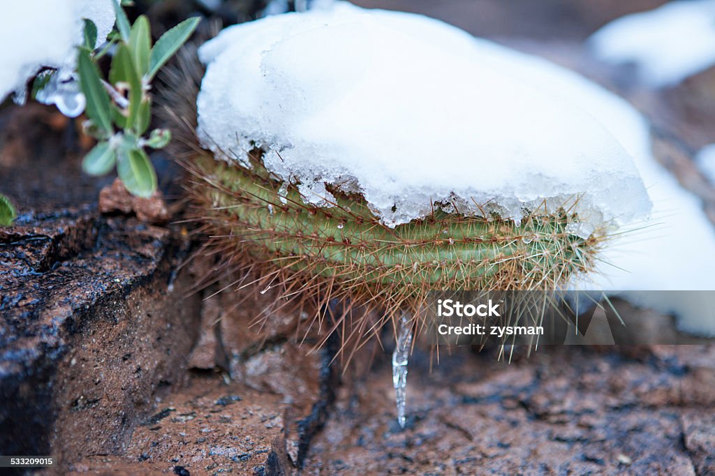 Snowy Cactus - Rare Arizona Storm Cactus in the superstition mountains covered in snow during a rare winter storm 2015 Stock Photo
