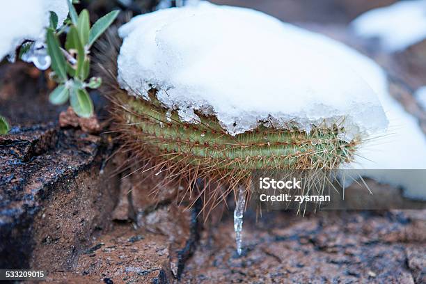 Snowy Cactus Rare Arizona Storm Stock Photo - Download Image Now - 2015, Arizona, Cactus