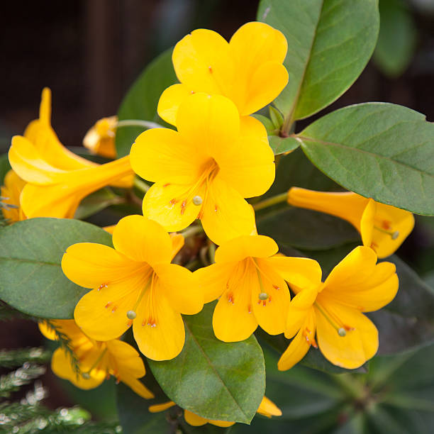 istock bouquet of yellow flowers 533210145