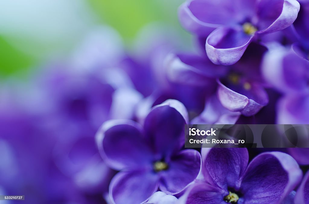 ライラックの花の背景 - 花のロイヤリティフリーストックフォト