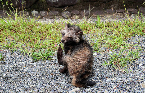 япония: raccoon собака в парк ёёги - raccoon dog стоковые фото и изображения