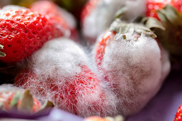 moule fait sur des fraises - bortytis photos et images de collection