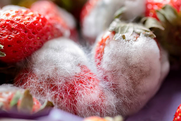 Great mould on strawberries Grey-white mould on red fresh ecological strawberries hypha photos stock pictures, royalty-free photos & images