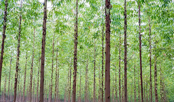 Photo of Reforestation