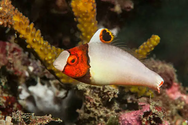 A juvenile Cetoscarus bicolor