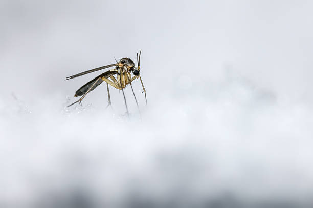 The Ice Mosquito stock photo