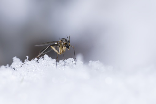 The Ice Mosquito