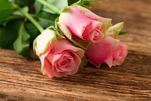 Photo of three beautiful tender roses placed on old worn wooden board with significant grooves and texture.