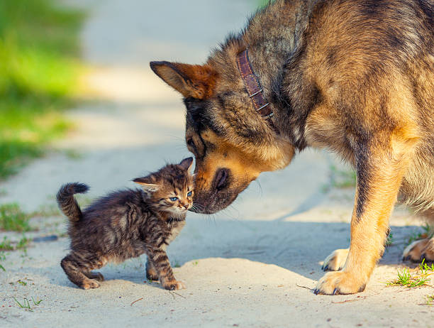 istock Little stray kitten rubing against bid dog 533213359
