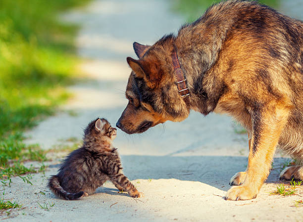 istock Big dog and little kitten 533213361