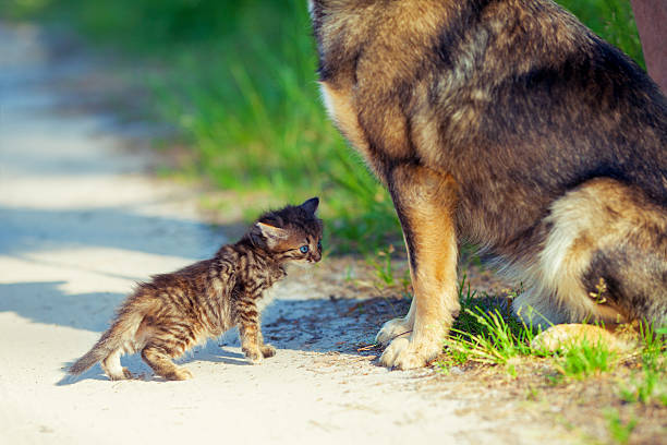 istock Little kitten opposite big dog 533213363