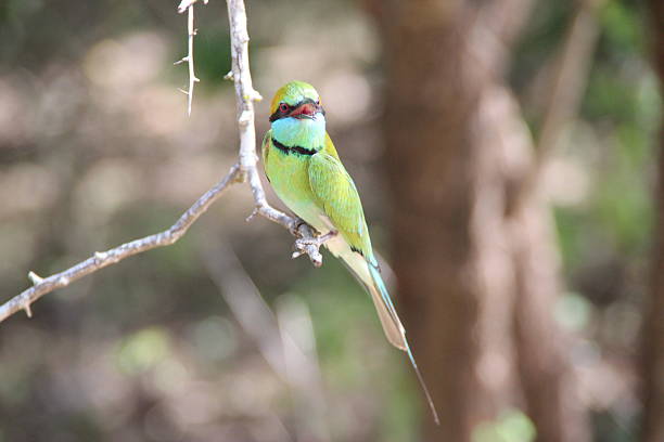 istock Green bee-eater, Yala National Park, Sri Lanka 533213877