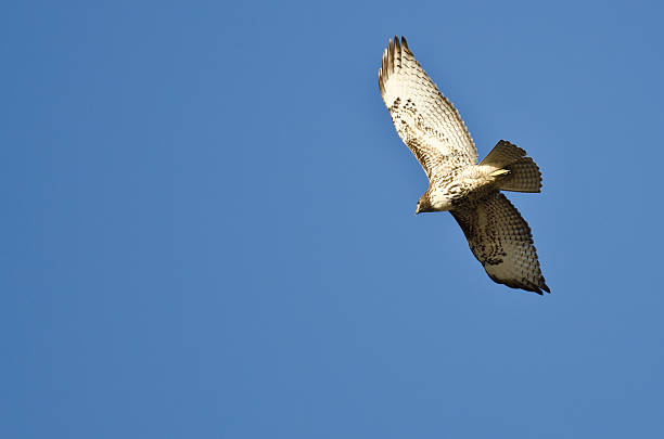 red-tailed hawk fliegen in den blauen himmel - red tailed boa stock-fotos und bilder