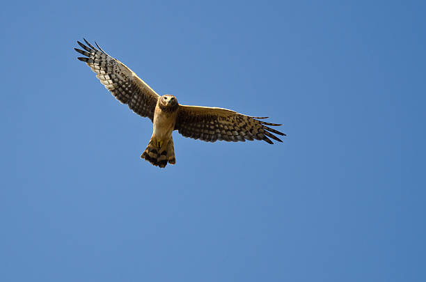 istock Northern Harrier Making Eye Contact As It Flys 533214025