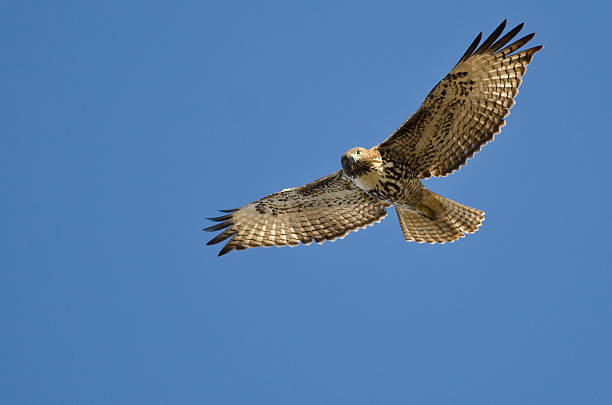 red-tailed hawk augenkontakt wie flys - red tailed boa stock-fotos und bilder